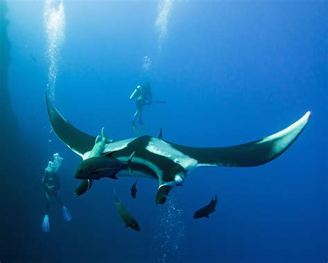 Size of giant manta ray - onthegogulf