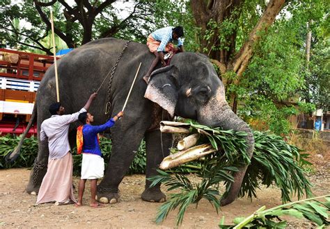 Indians Can Now Get a Diploma In Animal Law. Time To Do the Animal ...