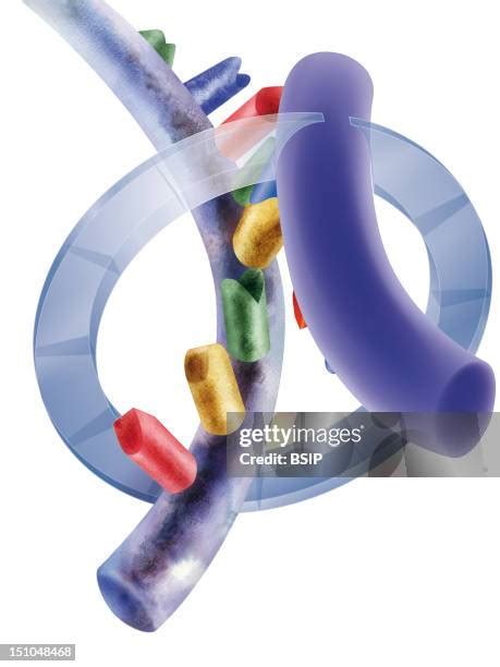 Image result for Transcriptase Inverse Function