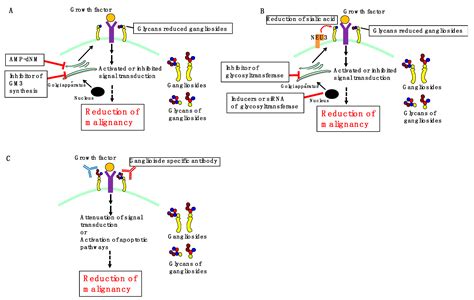 Gangliosides as Signaling Regulators in Cancer