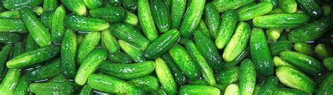 Pickle Parade & Palooza!, World's Only St. Paddy's Pickle Parade ...