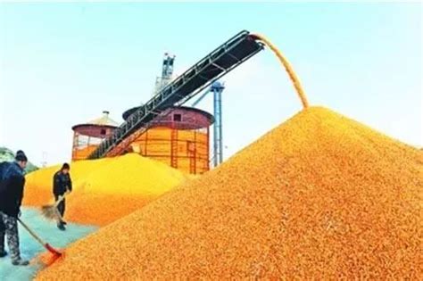 全省新粮收购超过50亿公斤｜中粮长春玉米产业园项目启动|玉米|中粮|中粮生化_新浪新闻