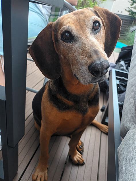 Dachshund Mixed With Beagle