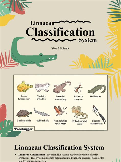 Image result for Linnaean Classification System