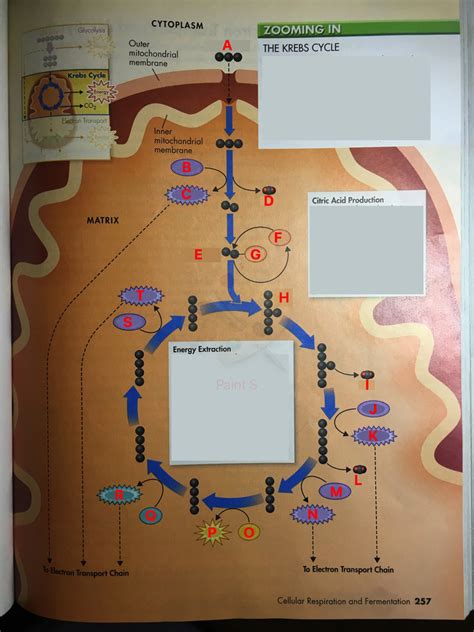 Krebs Cycle Explained Simply 的图像结果