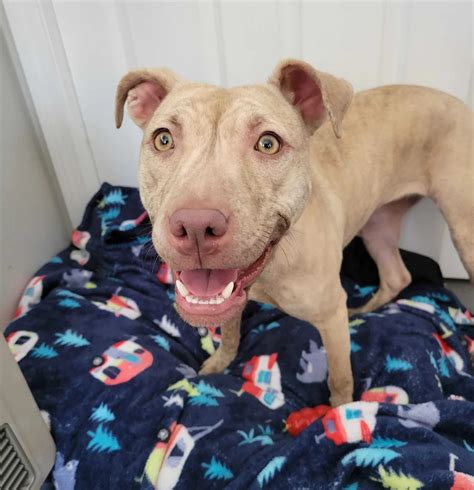 Kennebunk animal shelter takes dogs rescued from dog fighting ring ...