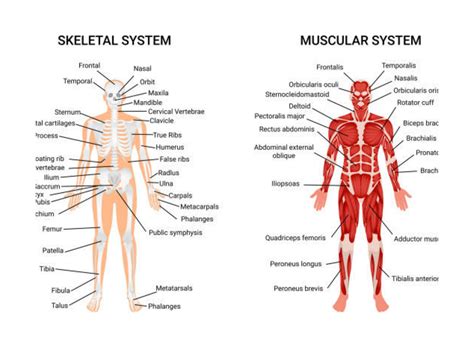 Image result for Skeletal System Muscular System