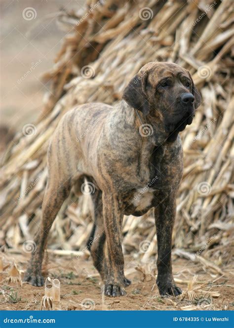 Brazilian mastiff stock image. Image of mastiff, gentle - 6784335