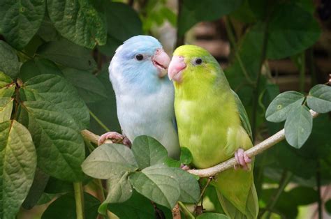 Parrotlets - Hagen Avicultural Research Institute