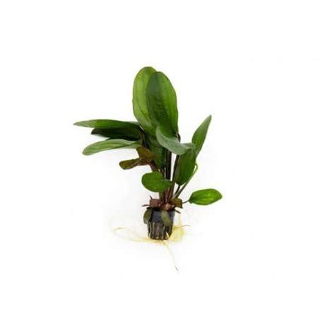 Echinodorus Big Bear | Big Bear Sword | Potted Red Amazon Sword Plant ...