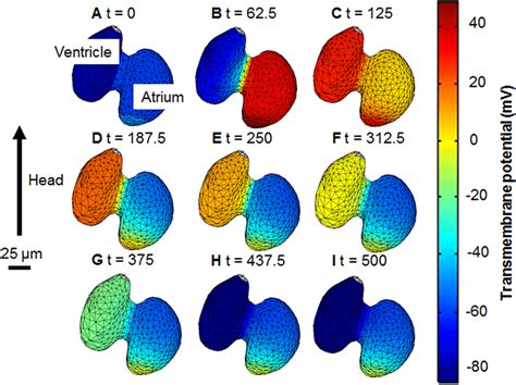 Image result for Transmembrane Potential