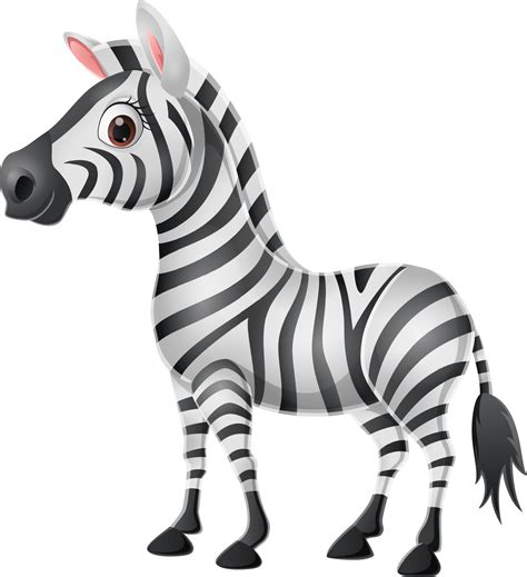 Cute baby zebra on white background 13016865 Vector Art at Vecteezy