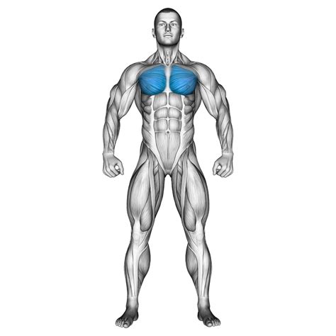 Best Inner Chest Workout 2023
