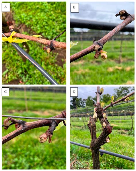 Could 101-14 Mgt Rootstock Affect Post-Spring Frost Vine Developing ...