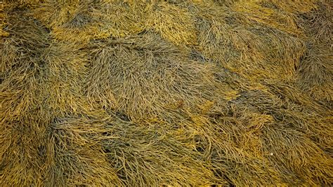 Eastern Frontier Educational Foundation