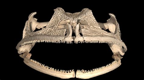 Frog Teeth