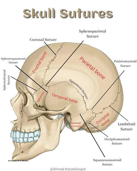 Sutures Of The Skull Diagram
