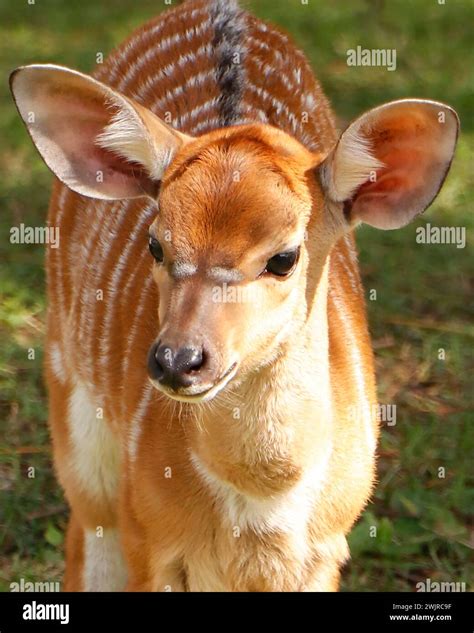 The lowland nyala or simply nyala is a spiral-horned antelope native to ...