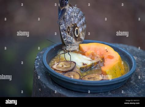 Image result for Butterfly Eating Graph