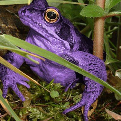 Tree frog purple tree frog - booyko