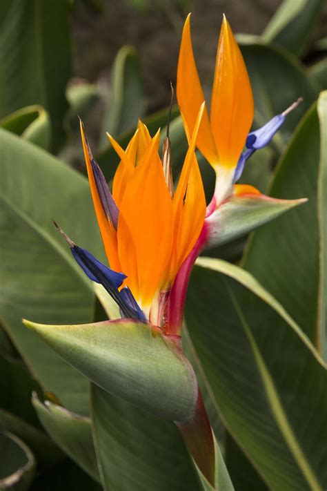 Bird of Paradise, Strelitzia reginae, Monrovia Plant