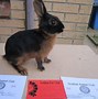 Image result for Mini Rex Dwarf Rabbit