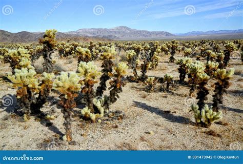 Teddy Bear Cholla (Cylindropuntia Bigelovii). Cholla Cactus Garden at ...