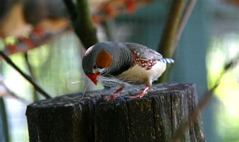 Lifespan Of Zebra Finch