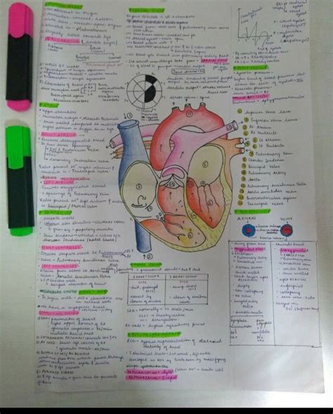 Image result for Development of Heart Notes