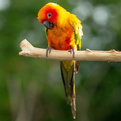 Image result for Conure Parrot Types