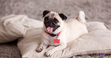 10 Low-Maintenance Dog Breeds In The World - Best For Pets