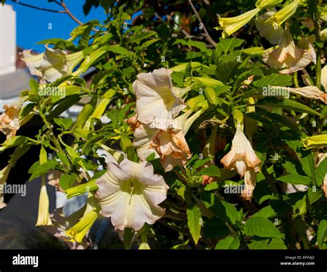 Genus datura hi-res stock photography and images - Alamy