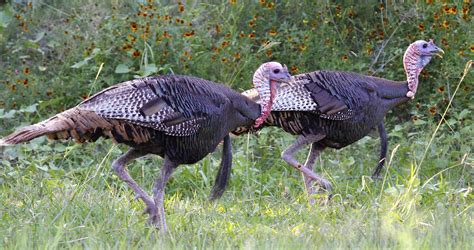 Texas Turkey Hunting Season Dates at Asha Vang blog