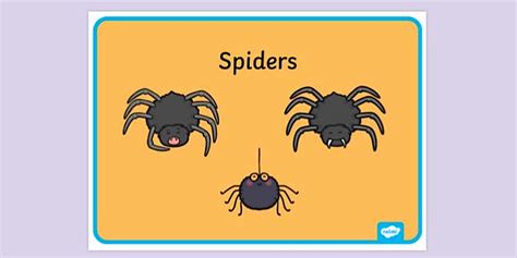 Printable Poster of Spiders | Display Poster | Twinkl