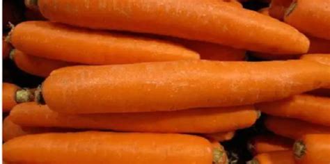 胡萝卜怎么规模种植，其实很简单，掌握好的方法是关键！_进行