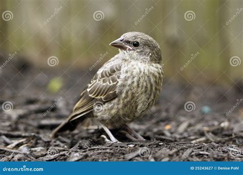 Baby House Finch Bird stock image. Image of baby, world - 25243627