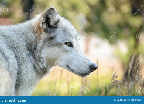 Wolf Side Profile