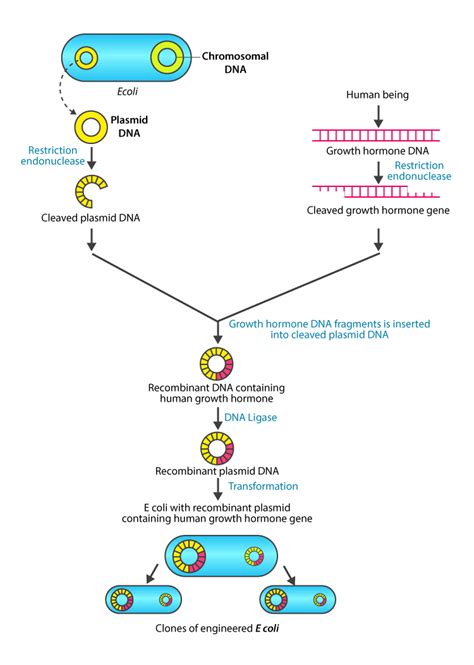 DNA Transformation Class 12 的图像结果