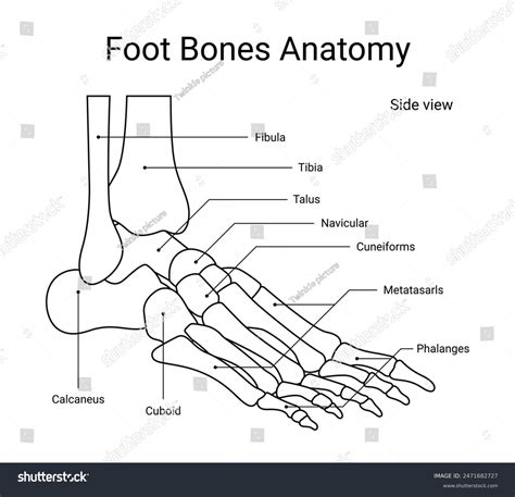 Left Foot Bone Diagram Bones Of The Foot (Gray's Illustration)