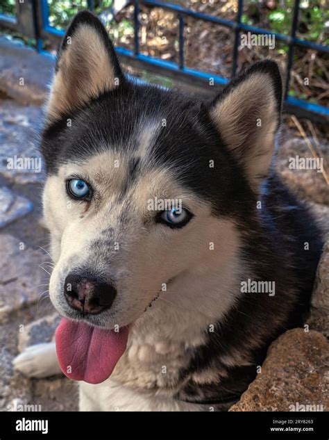 Black Siberian Husky With Blue Eyes