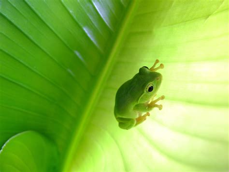 Tree Frog Desktop 的图像结果