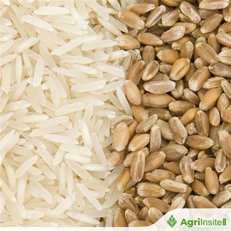 BARC launches high-yield, climate-resilient varieties of wheat, rice - AgriInsite