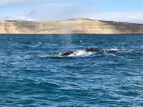 Hydro Sport (Puerto Piramides) - 2022 What to Know Before You Go (with ...