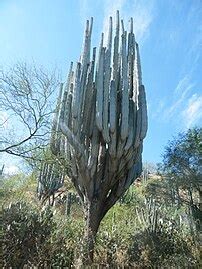Image result for Lesson Exemplar Example