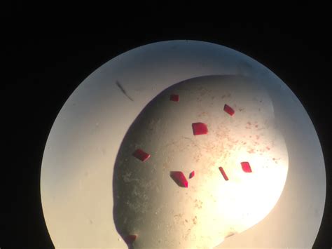 Image result for Protein Crystallization System