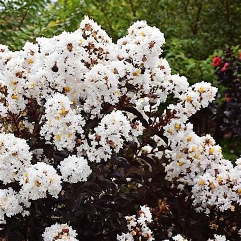 3 Gal. Lunar Magic Crape Myrtle Flowering Shrub with India | Ubuy