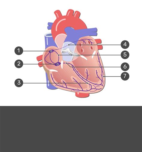 Image result for Cardiac Conduction System Flowchart