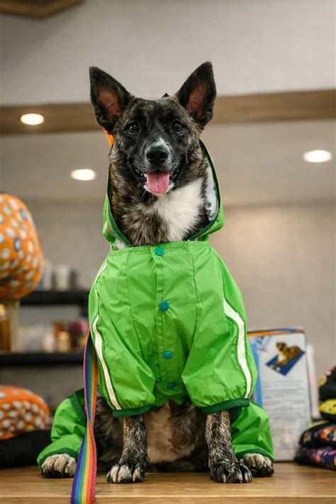 Vet Clinic, Pet Grooming & Pet Store in HSR Layout | Oh My Dawg