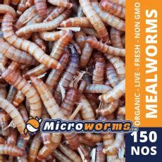 Live Mealworm for Sale in India - www.microworms.in