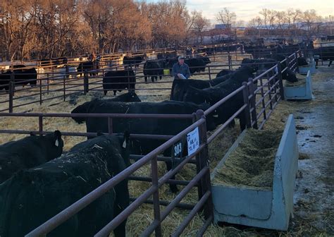 Schaff Angus Valley 120th Annual Production Sale | TSLN.com